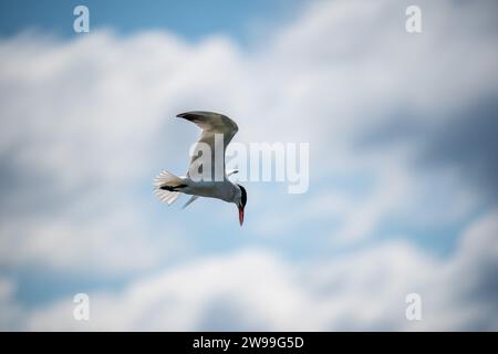 Une mouette blanche planant à travers le ciel bleu vif, avec des nuages blancs rusés en arrière-plan Banque D'Images