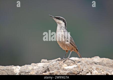 WESTERN Rock Nuthatch, Sitta neumayer, sur le rocher. Banque D'Images