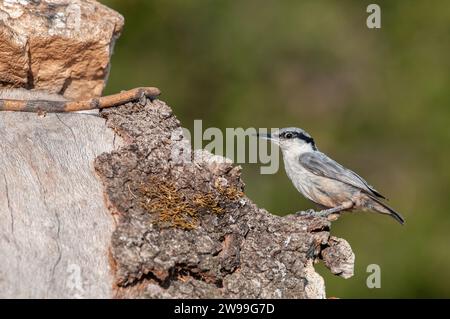 WESTERN Rock Nuthatch, Sitta neumayer, sur le rocher. Banque D'Images