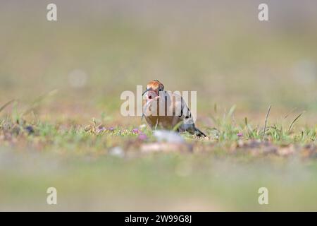 Eurasian Hoopoe, Upupa epops, se nourrissant dans l'herbe. Banque D'Images