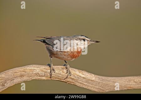 Espèces d'oiseaux endémiques à l'Anatolie. Krüper's Nuthatch, Sitta krueperi. Banque D'Images