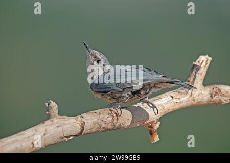 Espèces d'oiseaux endémiques à l'Anatolie. Krüper's Nuthatch, Sitta krueperi. Banque D'Images