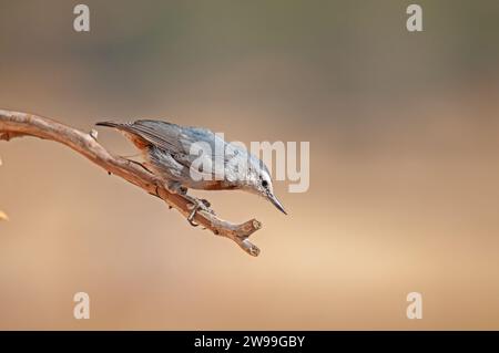 Espèces d'oiseaux endémiques à l'Anatolie. Krüper's Nuthatch, Sitta krueperi. Banque D'Images