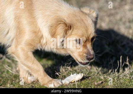 Portrait du petit chiot affamé mangeant du pain dans la nature. Champ d'herbe. Chien errant. Race mixte. Banque D'Images