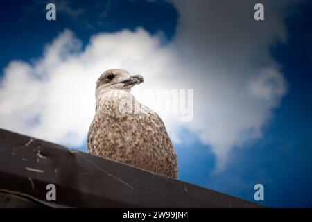 Photo d'une jeune goéland hareng debout à Riga, lettonie. Le goéland hareng européen (Larus argentatus) est un goéland de grande taille, mesurant jusqu'à 66 cm de long. L'un des b Banque D'Images