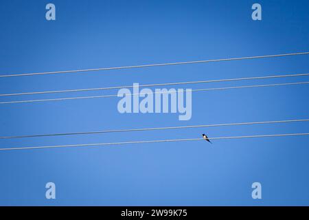 Photo d'un hirondelle sur un câble électrique de ligne électrique. Les hirondelles, les martins et les ailes de scie, ou Hirundinidae, sont une famille de passereaux chanteurs f Banque D'Images