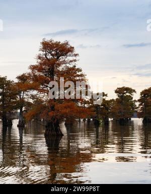 Cyprès chauve au feuillage orange brillant photographié au lever du soleil à l'automne à Caddo Lake, Texas. Banque D'Images