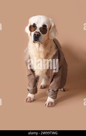 Adorable Golden retriever dans des lunettes de soleil et costume sur fond beige Banque D'Images