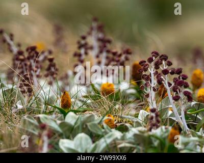 Randonnée avec des fleurs mégaherbes sur Campbell Island, îles subantarctiques de Nouvelle-Zélande Banque D'Images