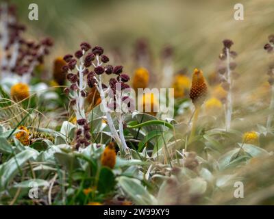 Randonnée avec des fleurs mégaherbes sur Campbell Island, îles subantarctiques de Nouvelle-Zélande Banque D'Images