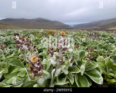 Randonnée avec des fleurs mégaherbes sur Campbell Island, îles subantarctiques de Nouvelle-Zélande Banque D'Images