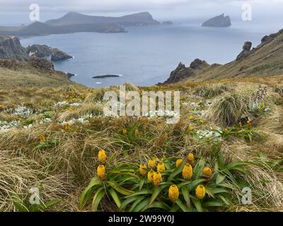 Randonnée avec des fleurs mégaherbes sur Campbell Island, îles subantarctiques de Nouvelle-Zélande Banque D'Images