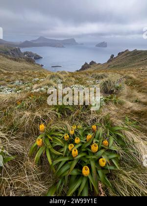 Randonnée avec des fleurs mégaherbes sur Campbell Island, îles subantarctiques de Nouvelle-Zélande Banque D'Images