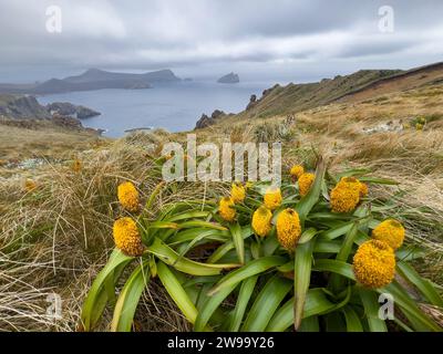 Randonnée avec des fleurs mégaherbes sur Campbell Island, îles subantarctiques de Nouvelle-Zélande Banque D'Images