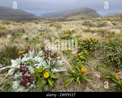 Randonnée avec des fleurs mégaherbes sur Campbell Island, îles subantarctiques de Nouvelle-Zélande Banque D'Images