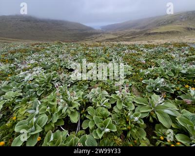 Randonnée avec des fleurs mégaherbes sur Campbell Island, îles subantarctiques de Nouvelle-Zélande Banque D'Images