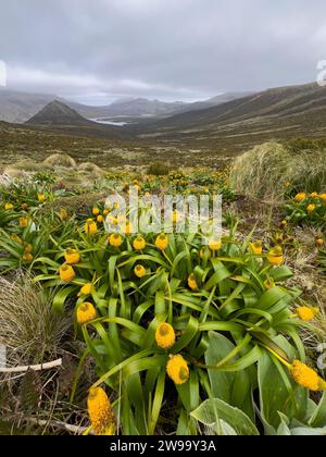 Randonnée avec des fleurs mégaherbes sur Campbell Island, îles subantarctiques de Nouvelle-Zélande Banque D'Images