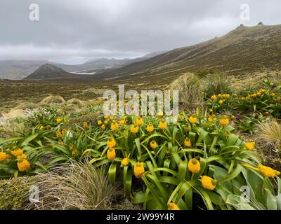 Randonnée avec des fleurs mégaherbes sur Campbell Island, îles subantarctiques de Nouvelle-Zélande Banque D'Images