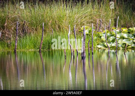 Cette image tranquille capture l'essence d'une scène sereine d'étang, avec une collection de branches ou de roseaux altérés debout étoilé dans l'eau, créant des lignes verticales qui se reflètent dans la surface de l'étang. Derrière ces sculptures naturelles, les herbes vertes luxuriantes se balancent doucement, et les nappes de lys flottants ajoutent une touche de beauté délicate à l'habitat d'eau douce. Les reflets clairs et le calme de l'eau suggèrent un moment de calme et la riche biodiversité qui prospère au sein de cet écosystème paisible. Sérénité réfléchissante : étang avec des tampons de lys et des roseaux. Photo de haute qualité Banque D'Images