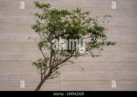 Fleurs blanches sur arbre incliné contre fond en bois Banque D'Images