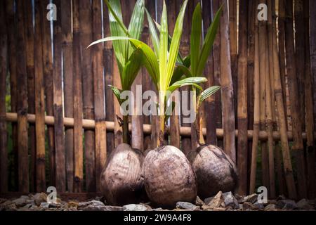 grappes de pousses de noix de coco poussant sur une clôture de bambou en arrière-plan Banque D'Images