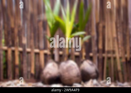 concept flou d'une collection de pousses de noix de coco poussant sur une clôture de bambou en arrière-plan Banque D'Images