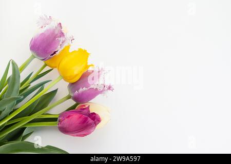 Tulipes bouclés multicolores violettes, bordeaux, jaunes avec des feuilles en coin sur fond blanc. Journée internationale de la femme et Saint-Valentin. Copier spac Banque D'Images