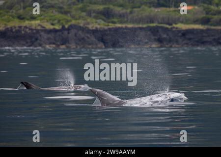 Les dauphins de Risso (Grampus griseus) sont des résidents de Pico, aux Açores du Portugal Banque D'Images