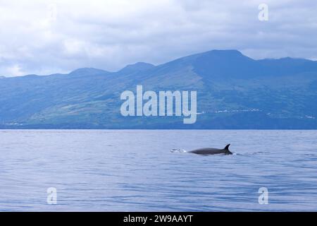 Baleine SEI (Balaenoptera borealis) survivant aux Açores, Portugal Banque D'Images