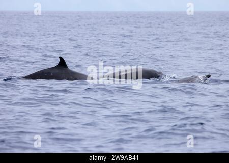 Baleine à bec de Sowerby (Mesoplodon bidens), une espèce de baleine à bec des Açores, Portugal Banque D'Images