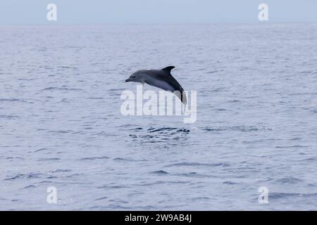 Les dauphins ponctués de l'Atlantique (Stenella frontalis) visitent les Açores en été Banque D'Images