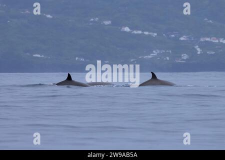 Les baleines à bec large (Hyperoodon ampullatus) visitent les eaux des Açores à peu près à la même heure chaque été. Banque D'Images