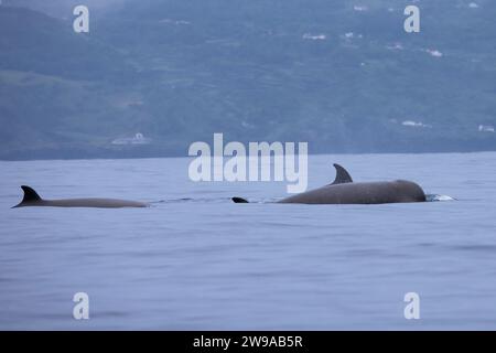 Les baleines à bec large (Hyperoodon ampullatus) visitent les eaux des Açores à peu près à la même heure chaque été. Banque D'Images