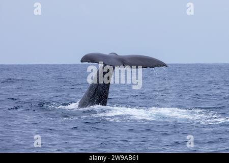 Cachalot (Physeter macrocephalus) flambant, pico des Açores, Portugal Banque D'Images