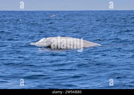 Baleine à bec de Cuvier (Ziphius cavirostris) remontant pour respirer, Pico des Açores, Portugal Banque D'Images