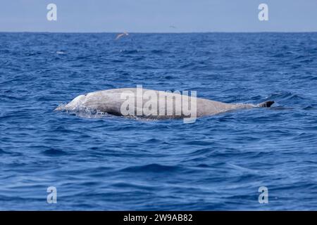Baleine à bec de Cuvier (Ziphius cavirostris) remontant pour respirer, Pico des Açores, Portugal Banque D'Images