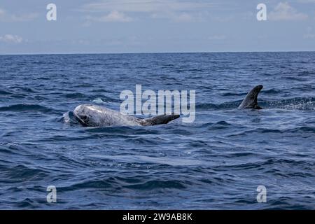 Les dauphins de Risso (Grampus griseus) sont des résidents de Pico, aux Açores du Portugal Banque D'Images