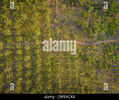 Drone aérien vue de dessus de la belle plantation de palmiers à huile sur l'île de Bali, Indonésie, Asie du Sud-est Banque D'Images