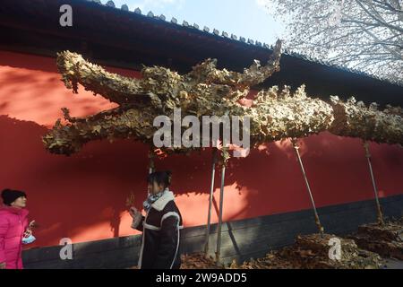Hangzhou, Chine. 26 décembre 2023. Un ''dragon à feuilles tombant'' de 20 mètres de long est photographié dans une rue de Hangzhou, en Chine, le 26 décembre 2023. Le ''dragon des feuilles tombant'' est créé pour l'arrivée du nouvel an 2024 et de l'année lunaire chinoise traditionnelle du Dragon. (Photo Costfoto/NurPhoto) crédit : NurPhoto SRL/Alamy Live News Banque D'Images
