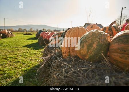 Les citrouilles jaunes verruqueuses sont empilées les unes sur les autres pendant la récolte. Vue d'en haut d'énormes courges à boutons avec la peau dure reposant sur des balles de paille à l'extérieur. Concept de récolte, Halloween. Banque D'Images