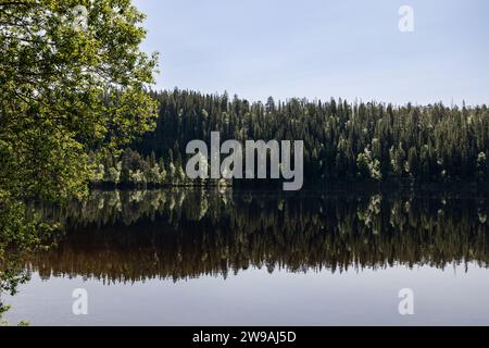 Vue panoramique d'été de Snasavatnet à Steinkjer, Norvège, où les rives boisées denses sont magnifiquement reflétées dans le calme, les eaux claires du lac u Banque D'Images