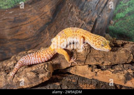 Eublepharis macularius. gecko léopard isolé sur un fond de bois. Banque D'Images