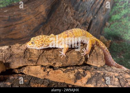 Eublepharis macularius. gecko léopard isolé sur un fond de bois. Banque D'Images