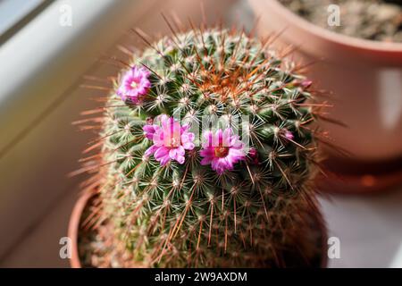 Petit cactus rose en pot - espèces Mammillaria - fleur. Banque D'Images