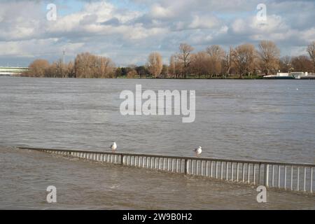 Hochwasser am Rhein in der Kölner Innenstadt *** inondations sur le Rhin dans le centre-ville de Cologne Nordrhein-Westfalen Deutschland, Allemagne  DSF0272 Banque D'Images