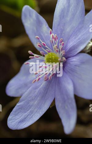 Belle photo macro d'une première grande fleur de la forêt Blue Hepatisa Hepatisa transsylvanica commençant à fleurir parmi les feuilles sèches au début du printemps. Banque D'Images