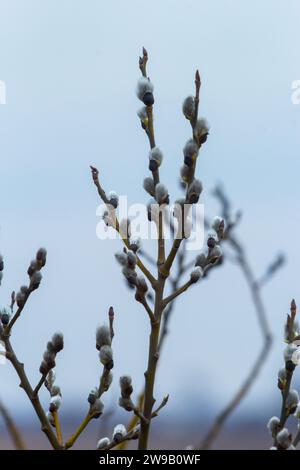 Branche de saule Salix caprea avec manteaux, fleurs de saule moelleuses. Pâques. Dimanche des palmiers. Saule de chèvre Salix caprea dans le parc, saule Salix caprea branches avec Banque D'Images