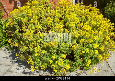 Fleurs jaunes de scrophulariaceae calceolaria integrifolia dans le jardin. L'été et le printemps Banque D'Images