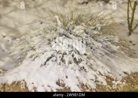 Fleurs d'une herbe à feuilles caduques, buissons recouverts de croûte de glace après une pluie verglaçante, fragmenter, arrière-plan. Mise au point sélectionnée Banque D'Images