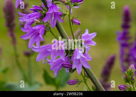 Clocher Campanula glomerata en grappes fleurissant à l'état sauvage. Banque D'Images